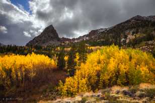 Aspens on Tioga Pass-8899